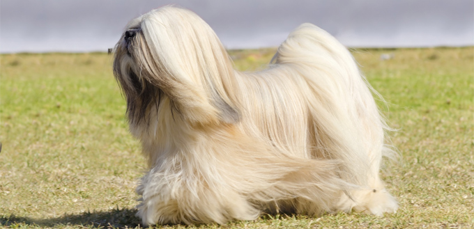 lhasa apso