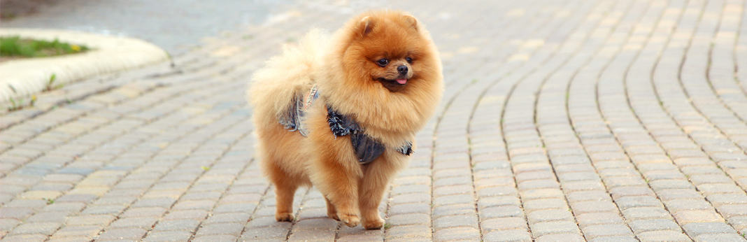 long-haired-dog-breeds