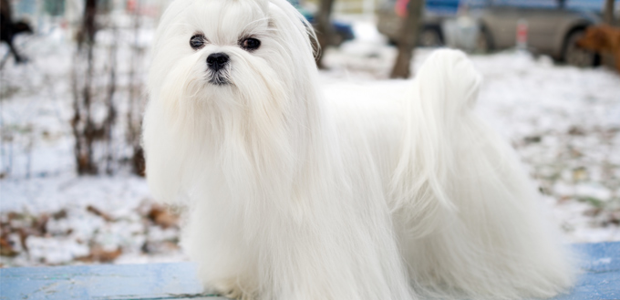 maltese