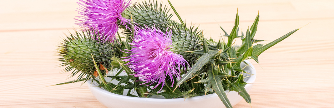 milk thistle for dogs