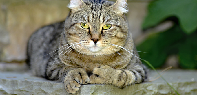 gato polidáctilo