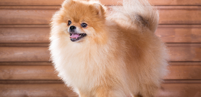 pomeranian