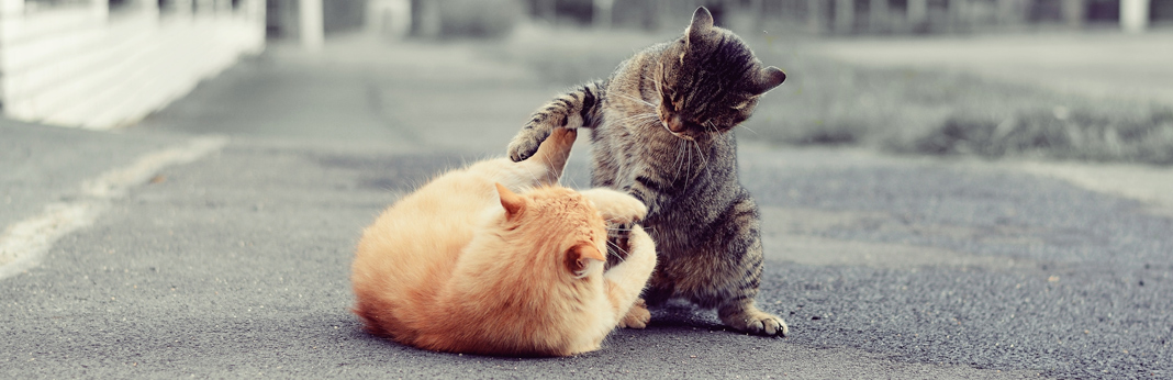 stop cat fight