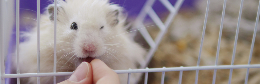 stop-hamster-from-biting