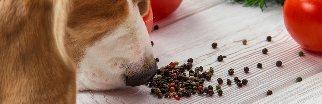 what spices are safe for dogs
