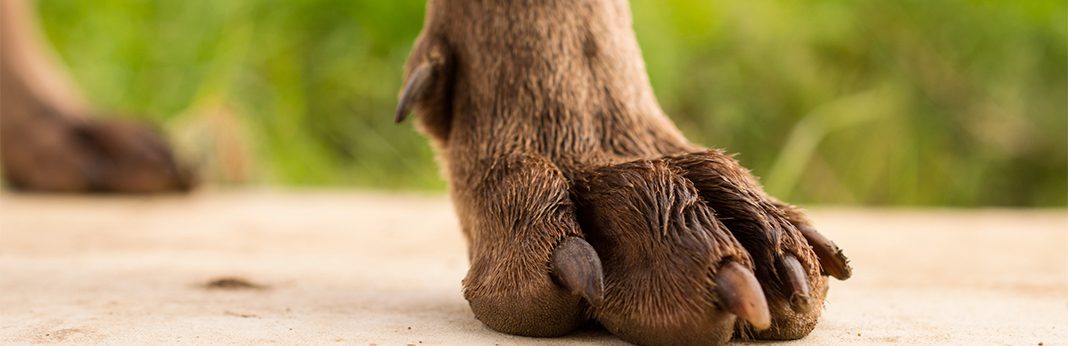 Why Do Dogs Have Dew Claws? | My Pet Needs That