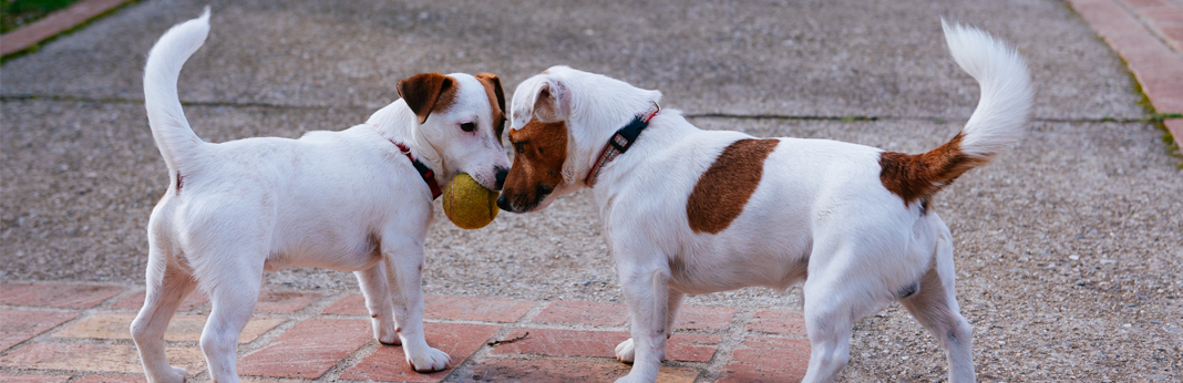 why dogs wag their tales