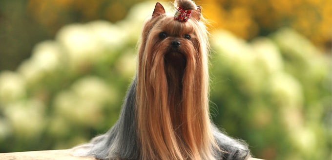 yorkshire terrier