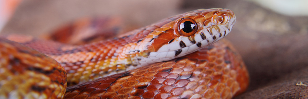 5-best-pet-snakes-for-beginners