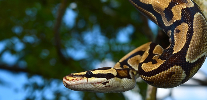 Ball Python