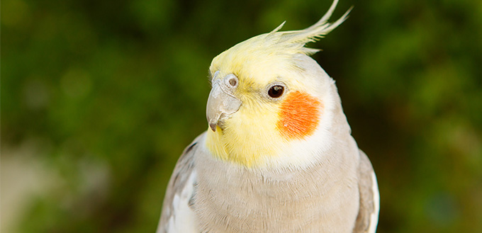 Beautiful parrot nymph