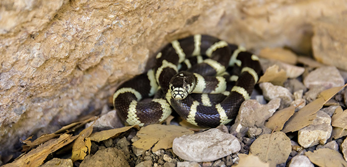 California Kingsnake