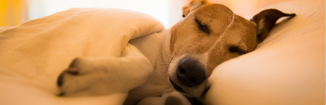 Common Dog Sleeping Positions and What They Mean