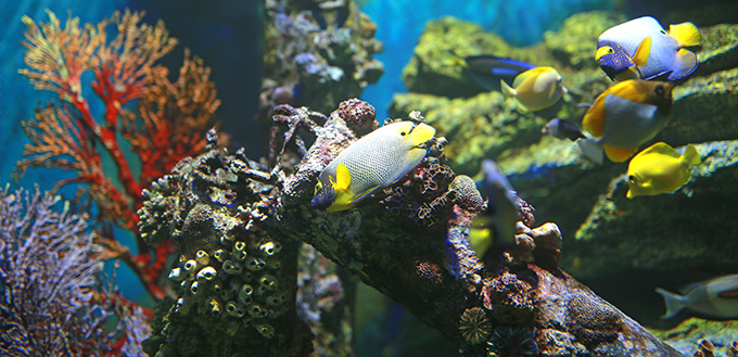 Coral and fishes in aquarium tank