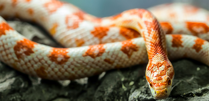 Corn Snake