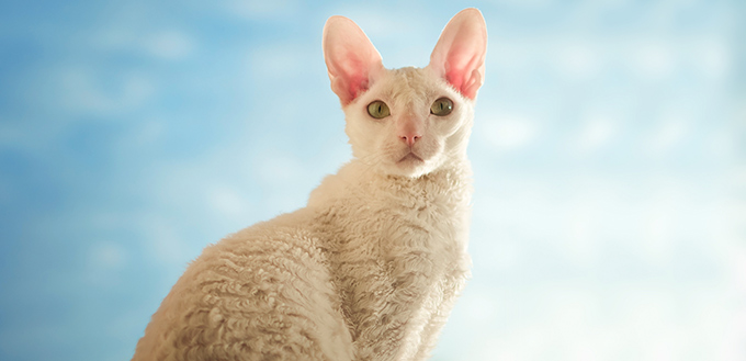 Cornish Rex