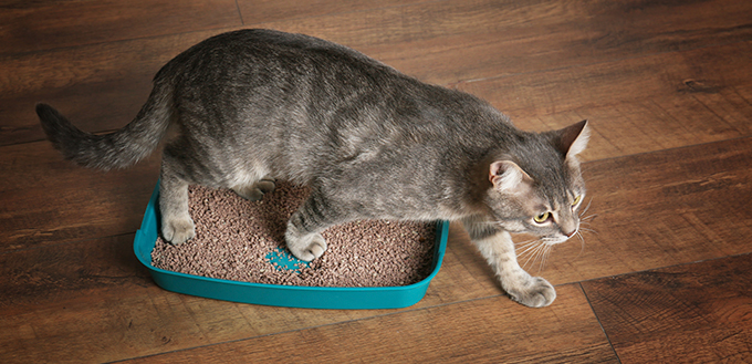 Cute cat in plastic litter box