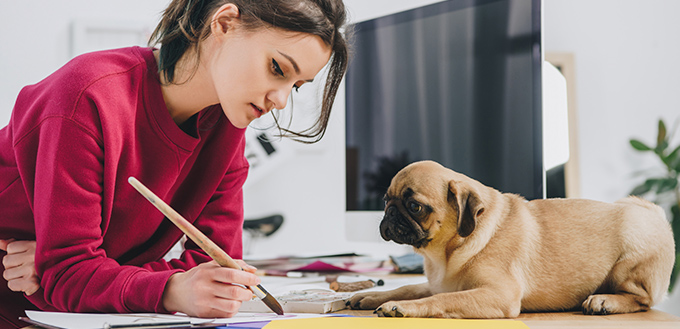 Cute pug looking at girl