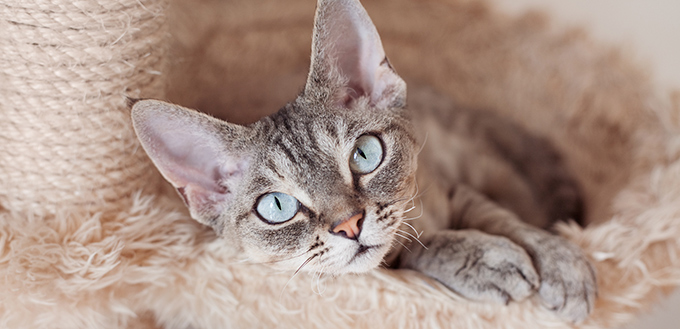 Devon Rex