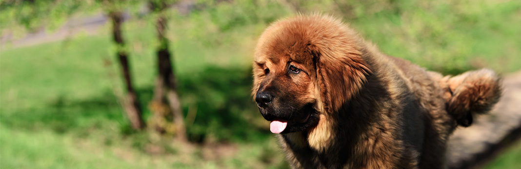 Dog-Allergy-Testing