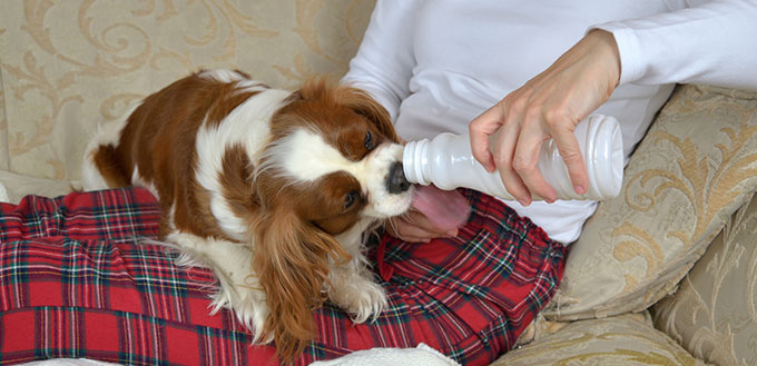 Dog Drinking milk