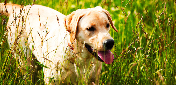 Dog play in grass