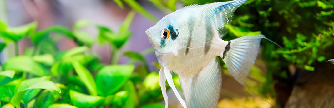 Dropsy In Fish: Causes, Symptoms and Treatment