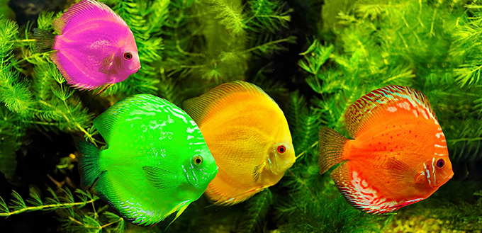 Fishes in different color in water