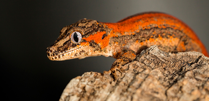 Gargoyle Gecko