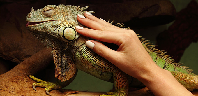 Gentle hand on pet iguana