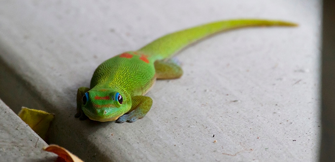 Giant day gecko