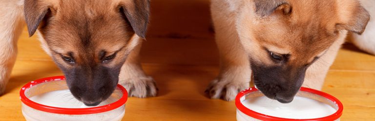 Goats Milk for Dogs Should I Feed My Pet Goat's Milk?
