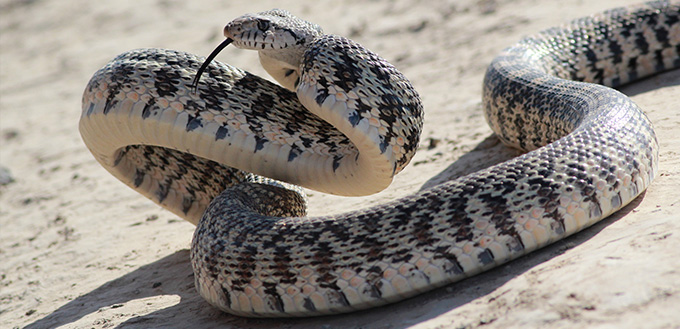 Gopher Snake