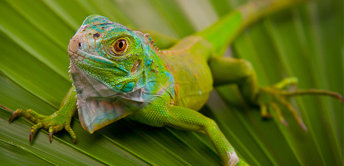 Green Iguana on Leaf