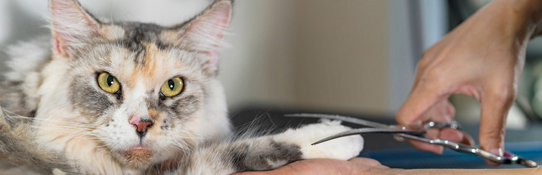 How-to-Safely-Trim-Long-Hair-Cats