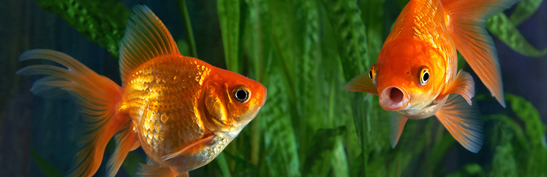 Pregnant Goldfish? How to Tell If a Goldfish Is Pregnant