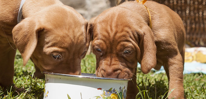 Hungarian hound puppies