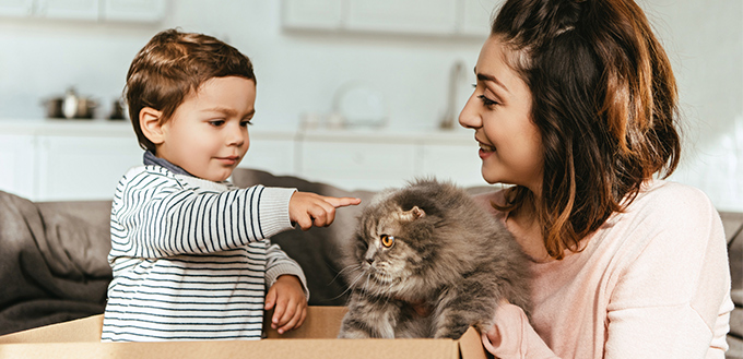 Little boy pointing by finger at british longhair cat