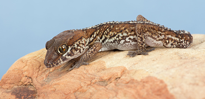 Madagascar Ocelot Gecko