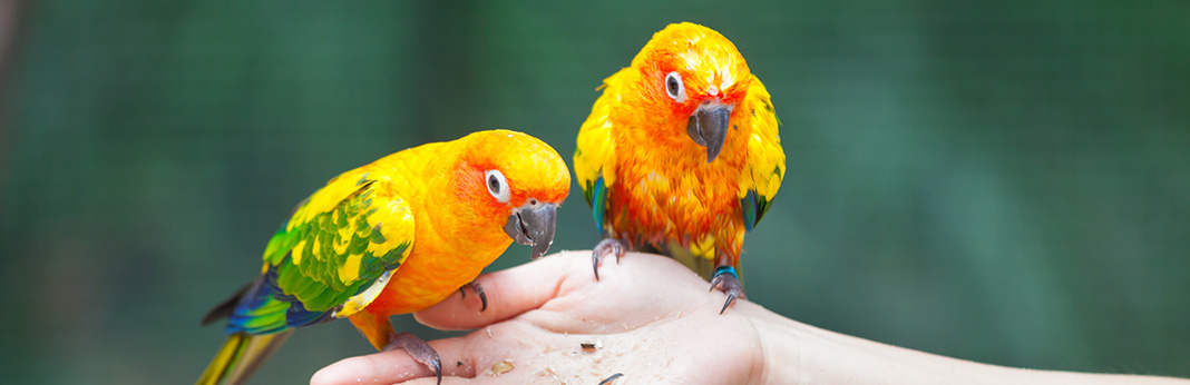 Parrots as Pets Things You Need to Know