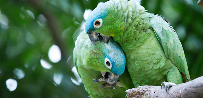 Parrots sitting on branch
