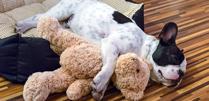 Puppy sleeping