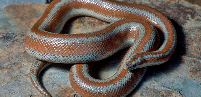 Rosy Boa