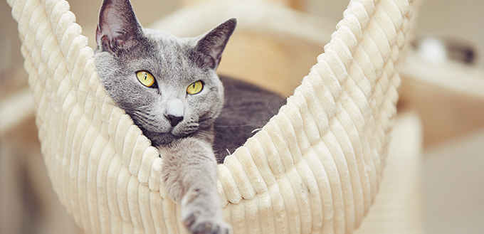 Best Hypoallergenic Cat Breeds My Pet Needs That