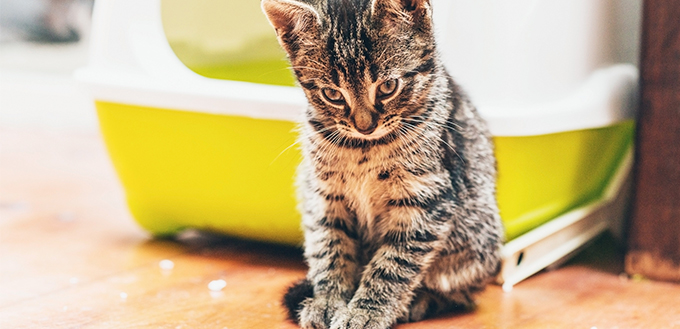 Sleepy pensive little tabby kitten