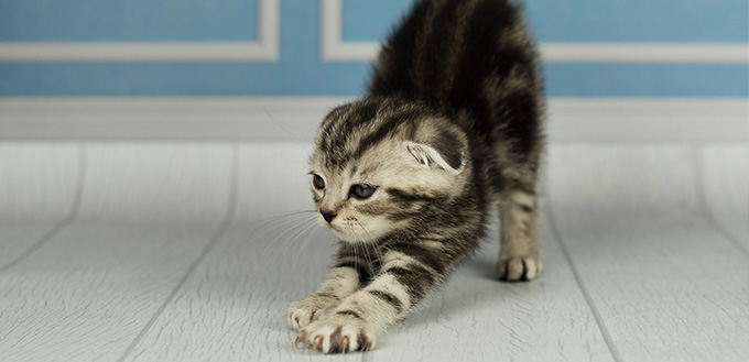 Sweet small gray kitty stretching itself