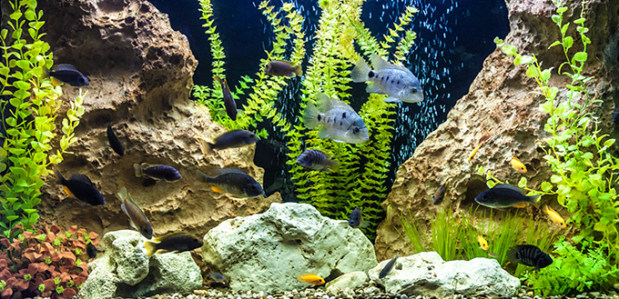 Ttropical freshwater aquarium with fishes