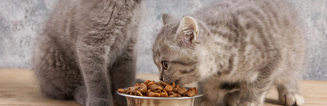 What Nutrients Do Kittens Need In Their Cat Food