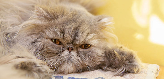 Young tortie persian cat