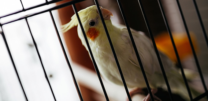 adorable yellow cockatiel parrot